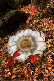 Magnolia Bath Rug-Gina's Home Linen Ltd